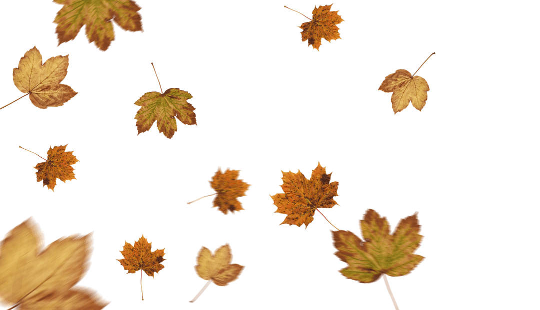 Falling Autumn Leaves on Transparent Background