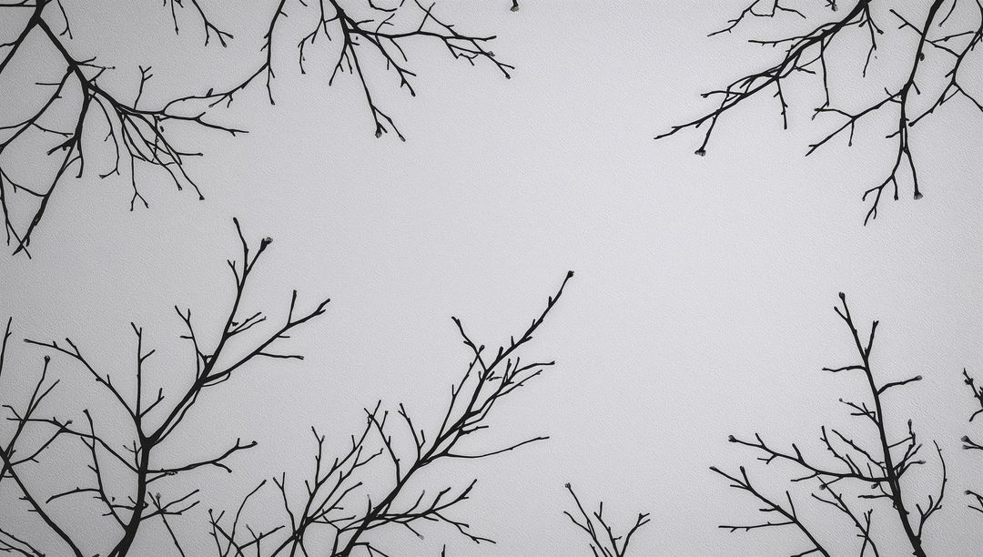 Bare Tree Branch Silhouettes Framing Open Negative Space for Minimal Monochrome Design