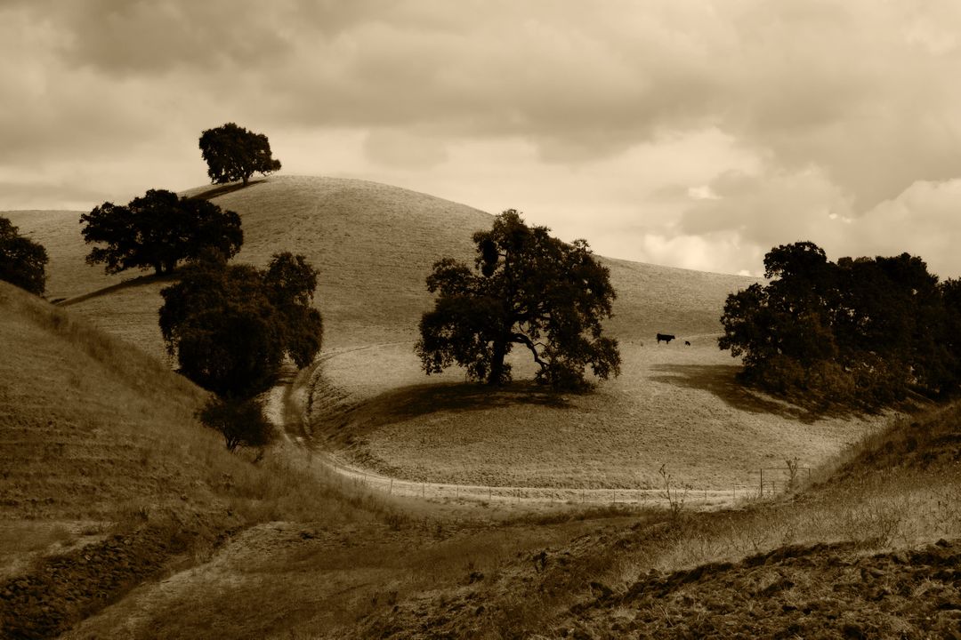 Sepia-Toned Rolling Hills with Lone Trees and Grazing Cows - Free Images, Stock Photos and Pictures on Pikwizard.com