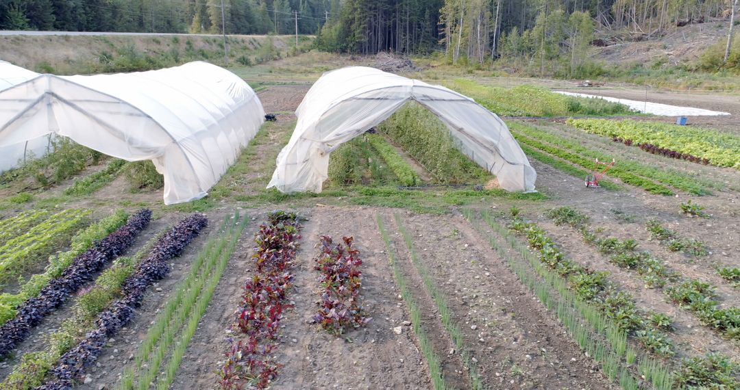 Aerial view of a farm with rows of various crops and two hoop houses, with copy space - Free Images, Stock Photos and Pictures on Pikwizard.com