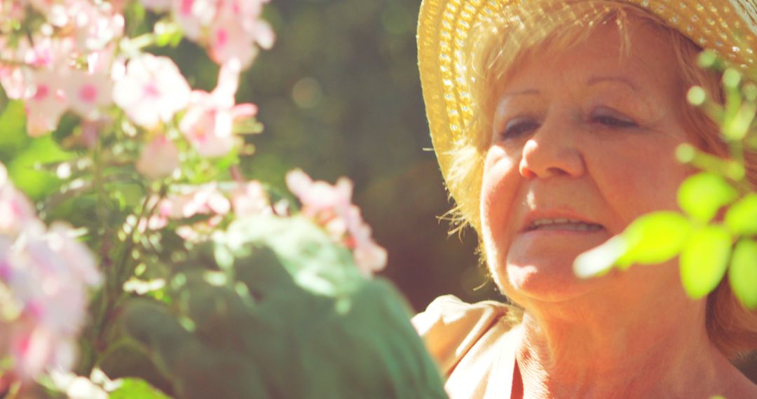 Senior Woman Gardening in Sunlight - Free Images, Stock Photos and Pictures on Pikwizard.com