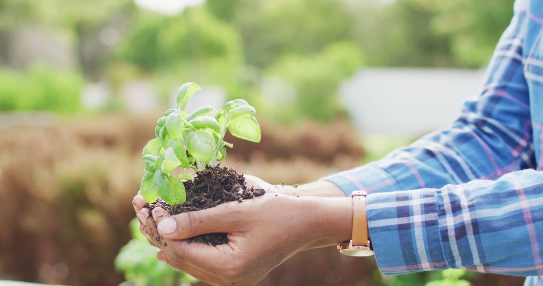 Person Holding Soil and Plant Seedling in Garden - Free Images, Stock Photos and Pictures on Pikwizard.com