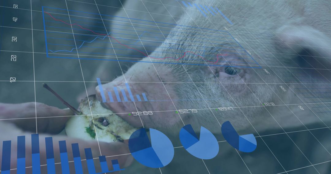Pig Consuming Apple with Augmented Reality Data Visuals