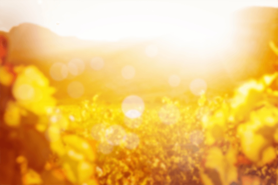 Transparent Sunlight Over Verdant Field with Golden Glow