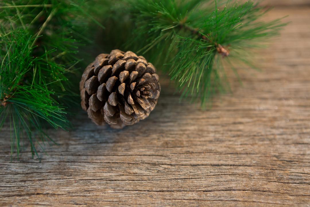 Pine cone and christmas tree on wooden plank - Free Images, Stock Photos and Pictures on Pikwizard.com