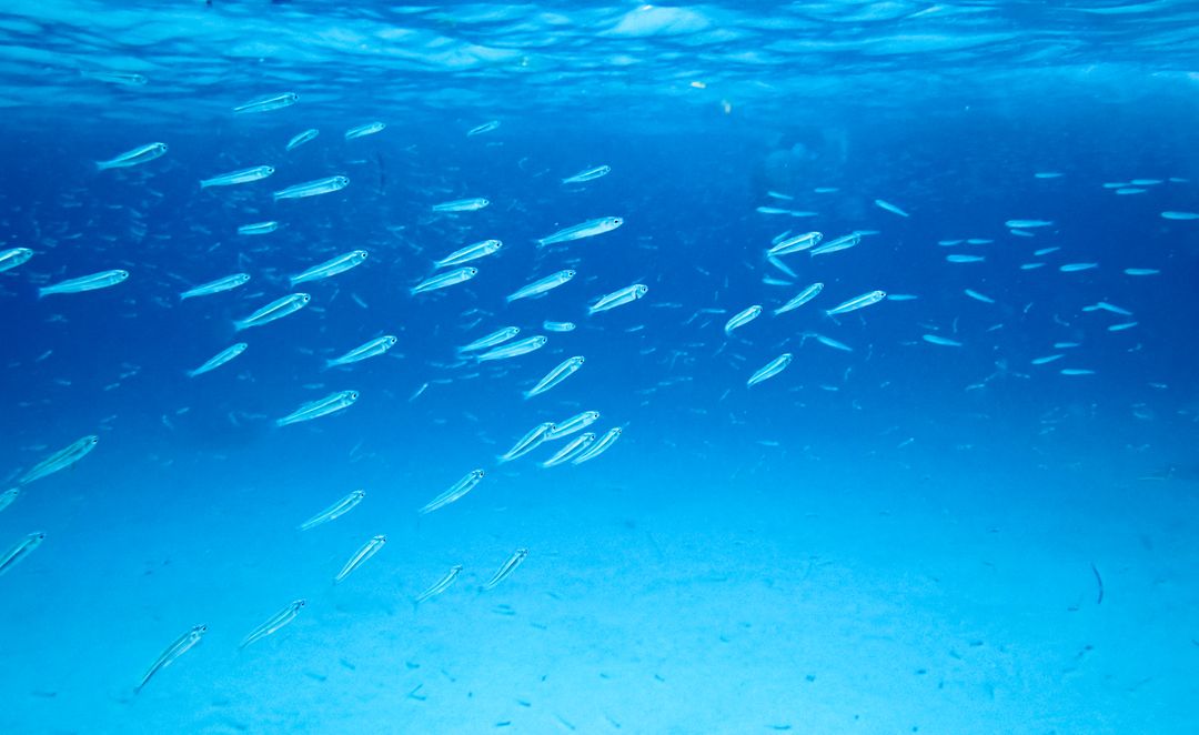 School Of Little Fish Underwater - Free Images, Stock Photos and Pictures on Pikwizard.com