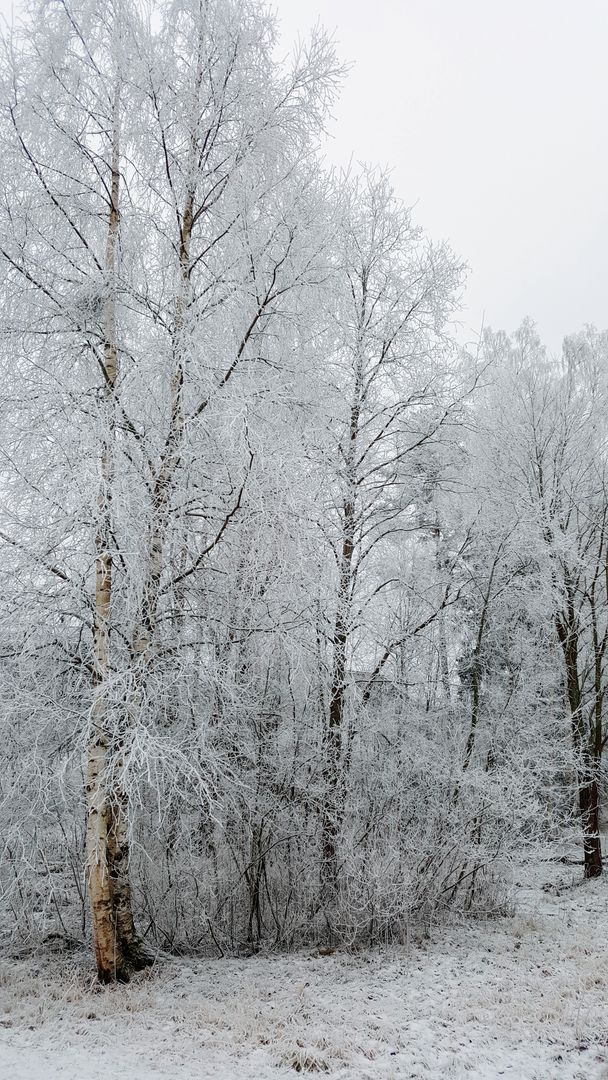Frosted Birch Trees Creating Serene Winter Landscape With Snow-Covered Branches