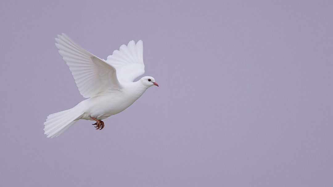 Graceful white dove symbolizing peace and condolences in lavender sky