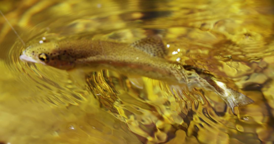 Trout Swimming in Clear Gold-Tinted Water - Free Images, Stock Photos and Pictures on Pikwizard.com