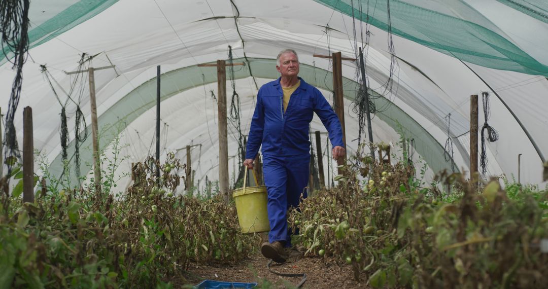 Mature Farmer Harvesting Vegetables in Greenhouse - Free Images, Stock Photos and Pictures on Pikwizard.com