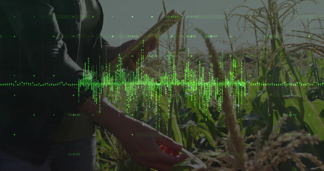 Precision Farming: Digital Monitoring in Cornfield