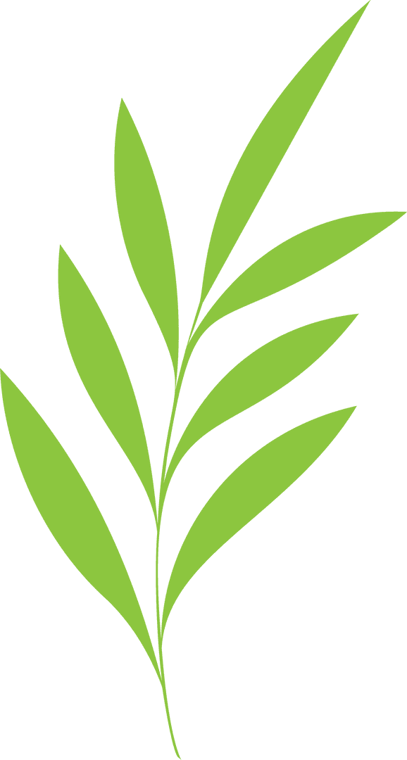 Bright Green Branch with Lanceolate Leaves on Transparent Background