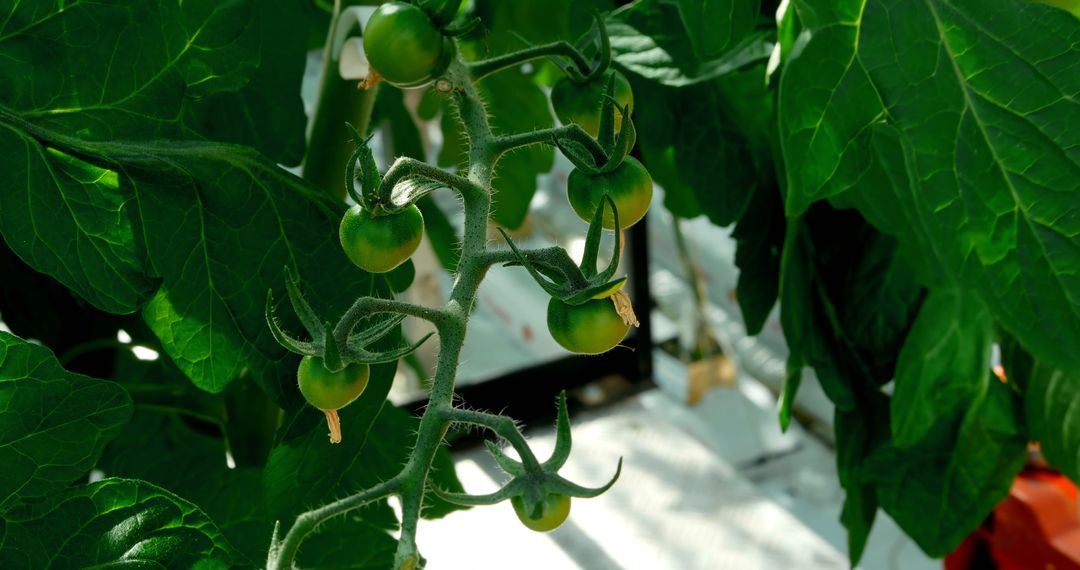 Green tomatoes hang from a vine in a greenhouse, showcasing the early stages of growth - Free Images, Stock Photos and Pictures on Pikwizard.com