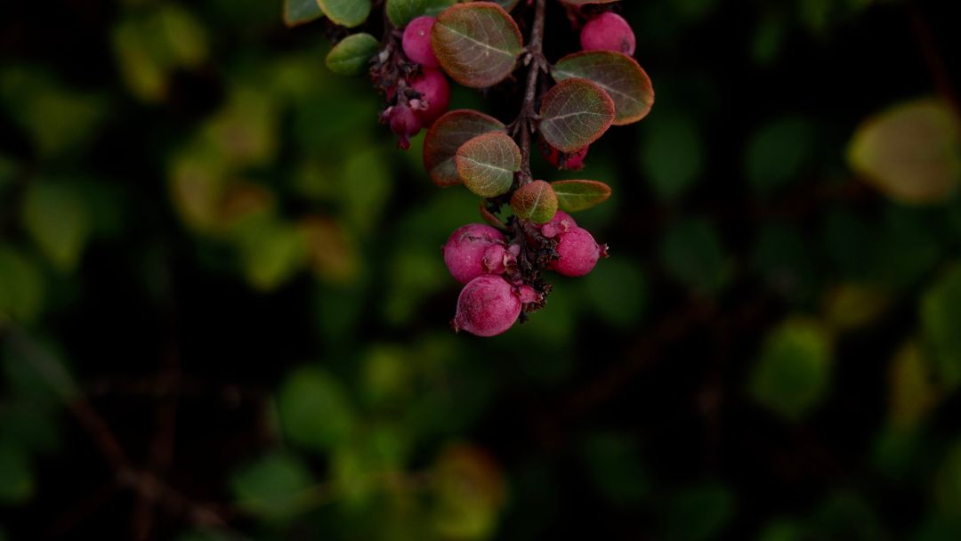 Close-Up of Bright Red Berries on a Bush with Dark Green Leaves - Free Images, Stock Photos and Pictures on Pikwizard.com