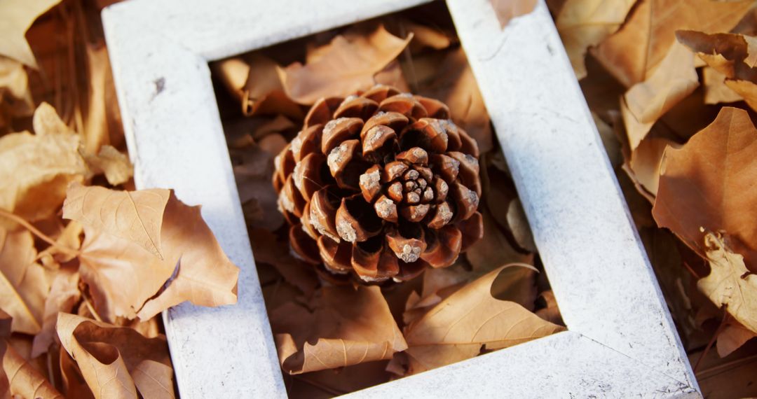 Pine cone surrounded by dry leaves with white frame - Free Images, Stock Photos and Pictures on Pikwizard.com