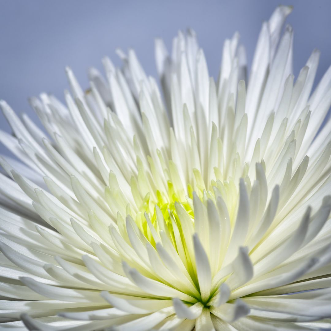 Blooming white chrysanthemum macro showing radiant glowing center and delicate petals