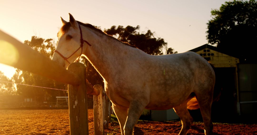 White Horse Standing by Fence at Sunrise in Ranch - Free Images, Stock Photos and Pictures on Pikwizard.com