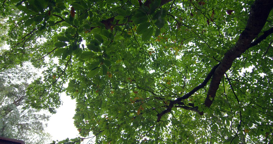 Low angle view of green leaves on a tall tree in a forest - Free Images, Stock Photos and Pictures on Pikwizard.com