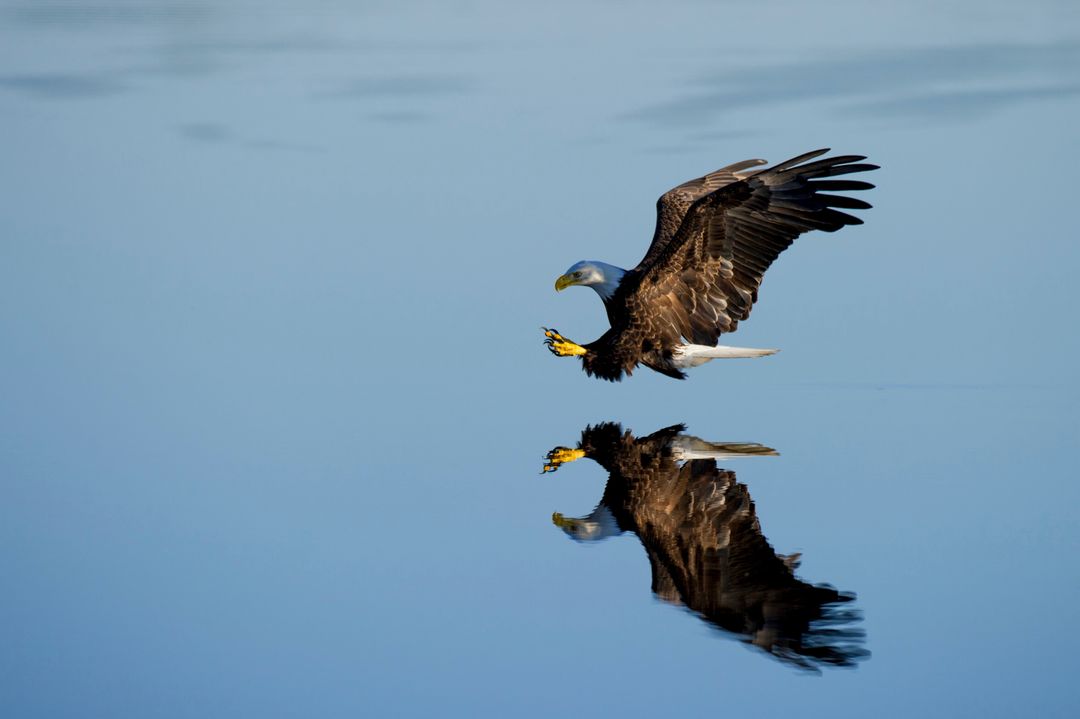 Bald eagle swooping low over glassy water with perfect reflection and outstretched talons