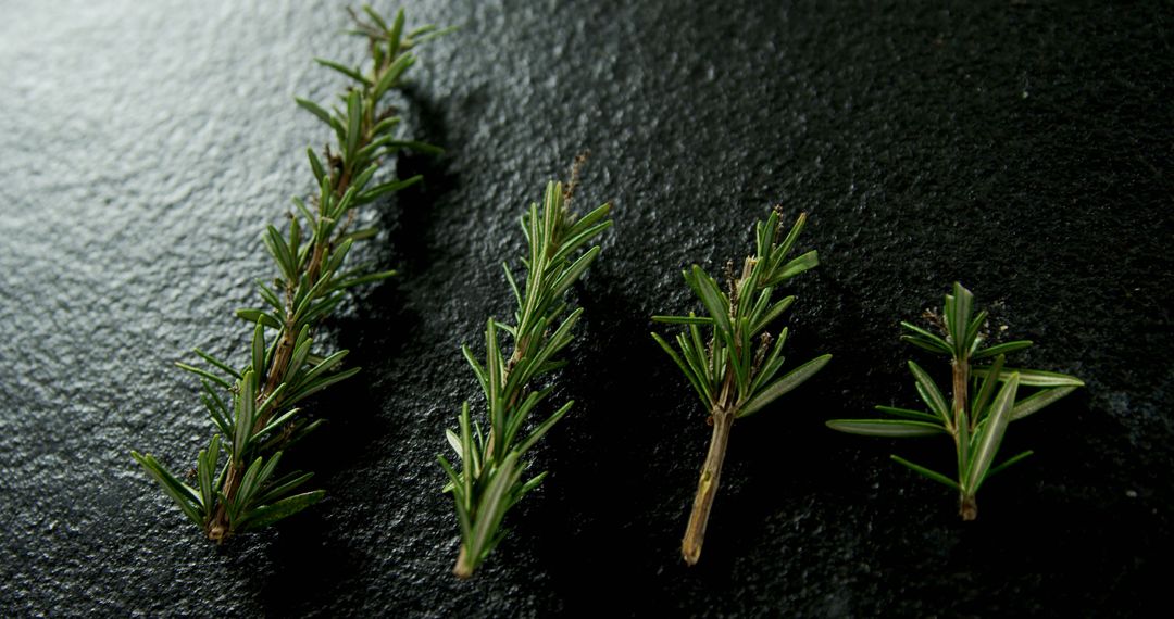 Rosemary sprigs are displayed by size on a dark surface, highlighting their culinary use. - Free Images, Stock Photos and Pictures on Pikwizard.com