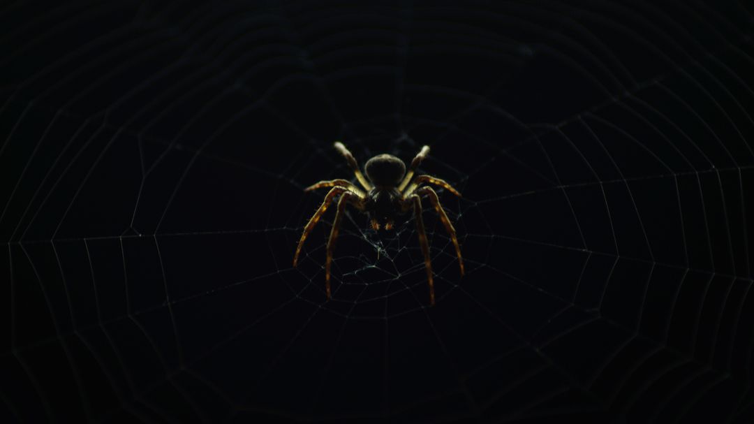 Macro orb-weaver spider on web glowing against dark background nocturnal predator