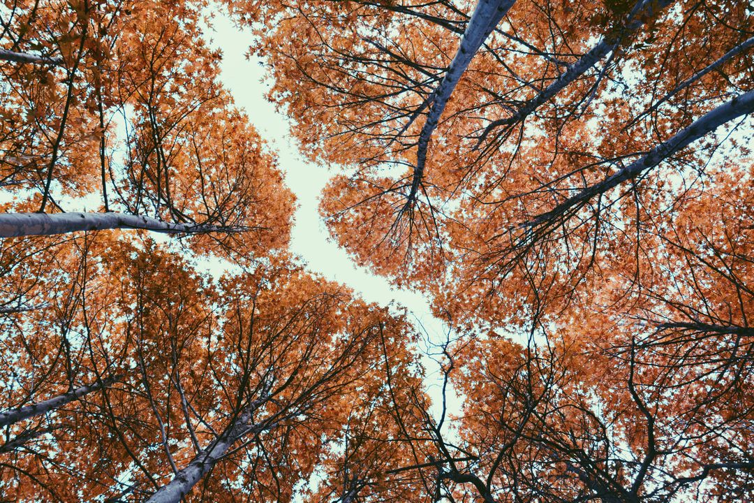 Beautiful Autumn Foliage Viewed from Below - Free Images, Stock Photos and Pictures on Pikwizard.com