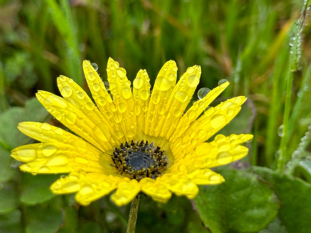 Yellow Daisy Covered in Dew Drops Macro Vibrant Spring Flower on Green Grass
