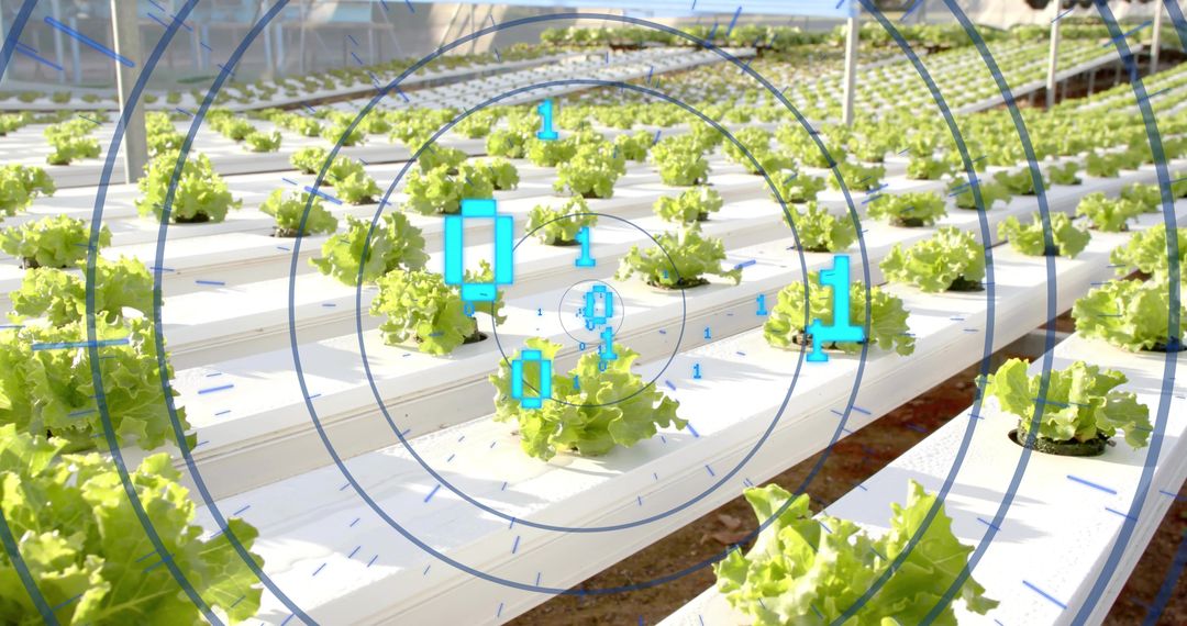 Lettuce Hydroponic Farming with Digital Monitoring System in Greenhouse