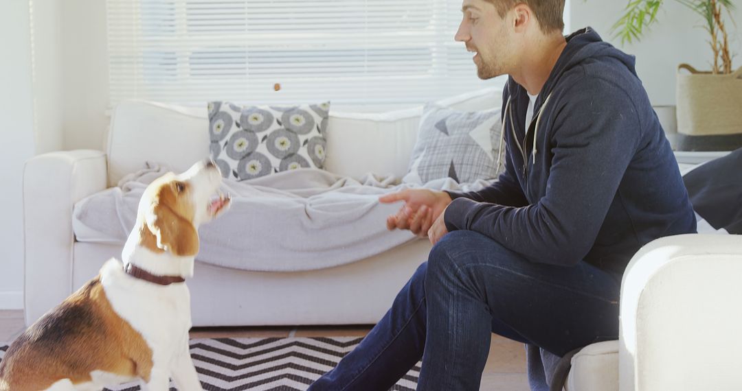 Man Training Beagle Dog in Living Room with Couch and Plant Decor - Free Images, Stock Photos and Pictures on Pikwizard.com