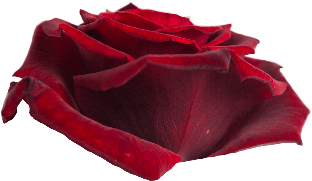 Single Red Rose Showing Vibrant Petals on Transparent Background