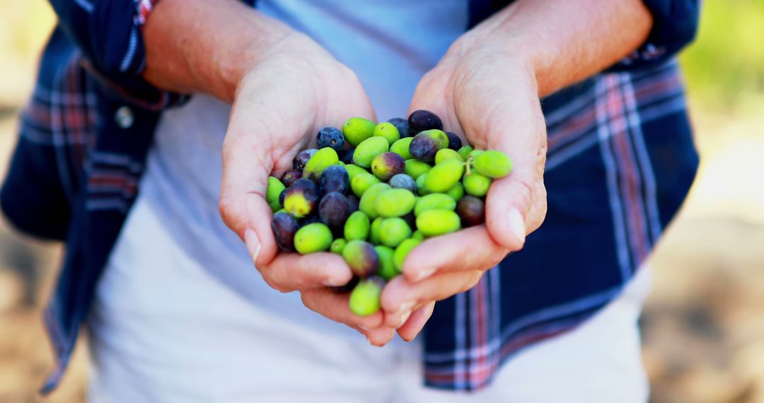 Hands Holding Freshly Picked Olives in Outdoor Setting - Free Images, Stock Photos and Pictures on Pikwizard.com