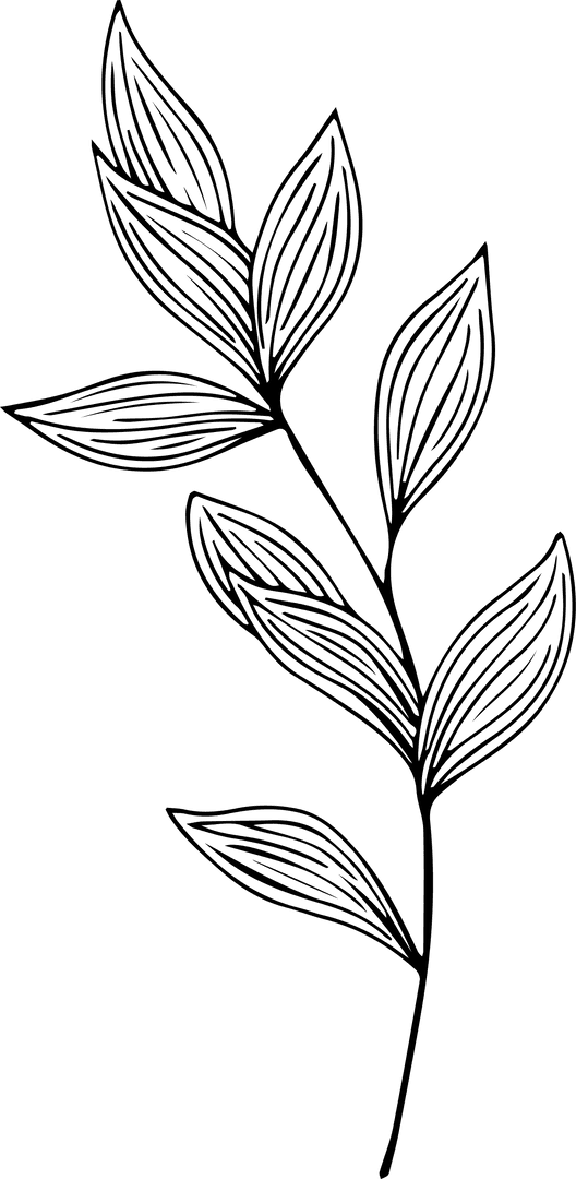 Transparent Stylized Branch with Elongated Leaves Line Art