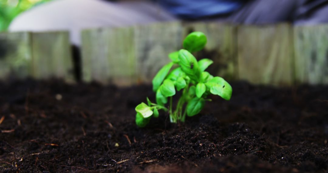 Young Basil Plant Growing in Healthy Soil - Free Images, Stock Photos and Pictures on Pikwizard.com