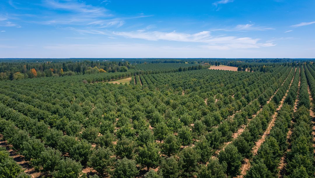 Aerial View of Nut Orchard with Lush Green Trees and Pathways
