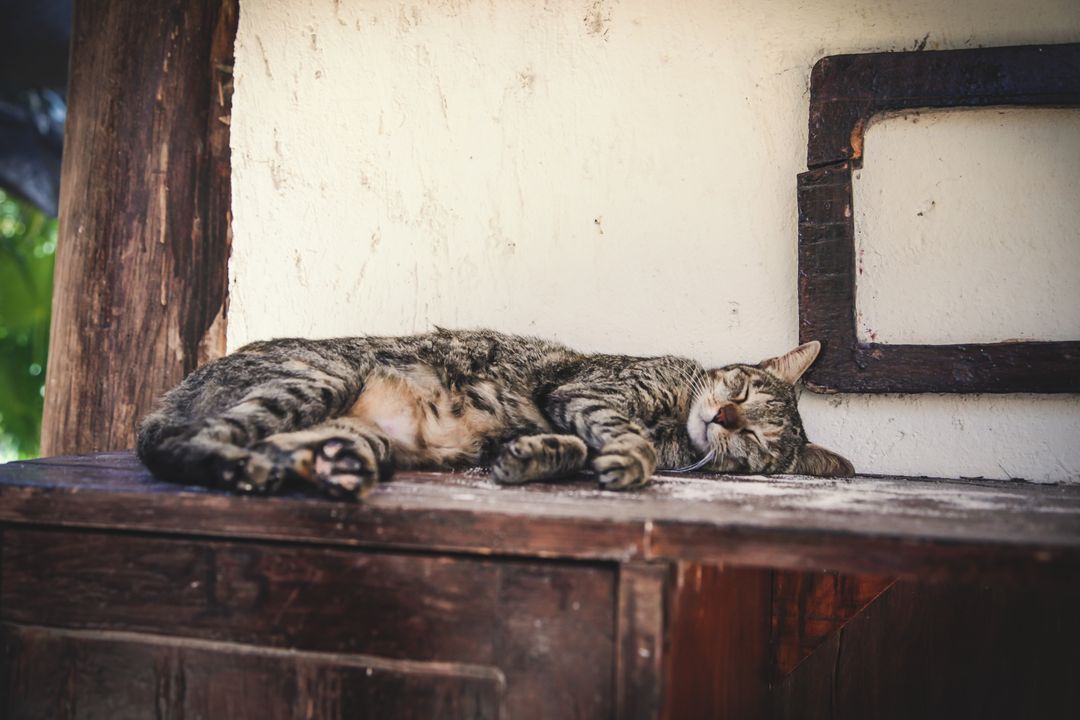 Sleepy Tabby Cat Resting on Wooden Surface in Rustic Setting - Free Images, Stock Photos and Pictures on Pikwizard.com