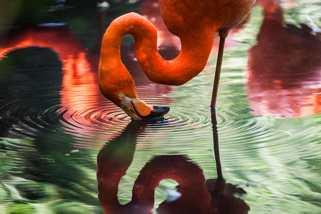 Flamingo in Tranquil Pond Creating Ripples with Reflection