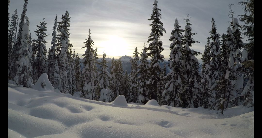 Serene Winter Landscape with Snow-covered Trees - Free Images, Stock Photos and Pictures on Pikwizard.com