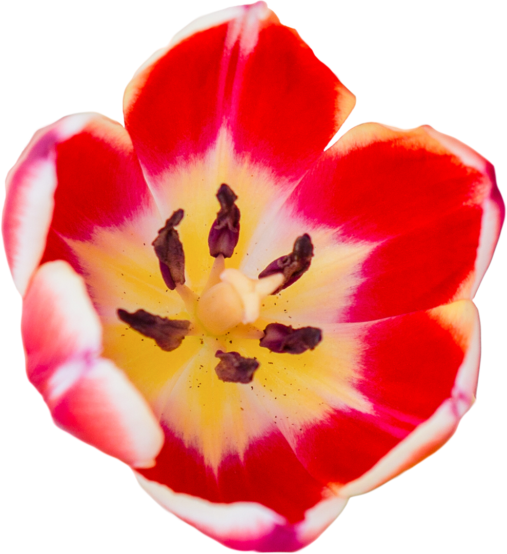 Transparent Bright Red and Yellow Tulip Close-Up with Detailed Petals - Download Free Stock Images Pikwizard.com