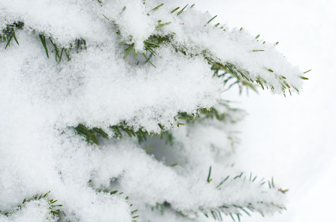Snow Covered Fir Branches in Close-up Winter Scene