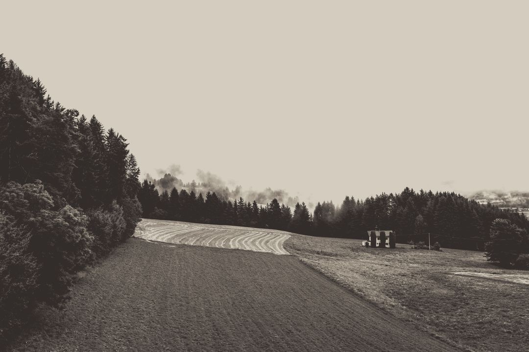 Monochrome Landscape with Trees and Empty Field - Free Images, Stock Photos and Pictures on Pikwizard.com