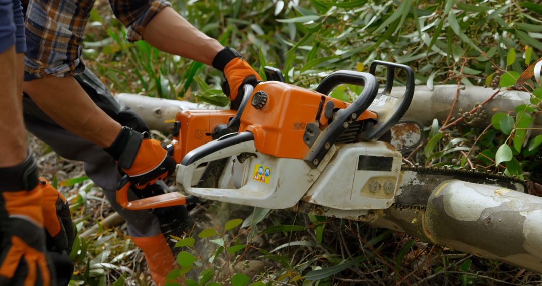 Lumberjacks Operating Chainsaws Cutting Tree Trunks in Forest - Free Images, Stock Photos and Pictures on Pikwizard.com