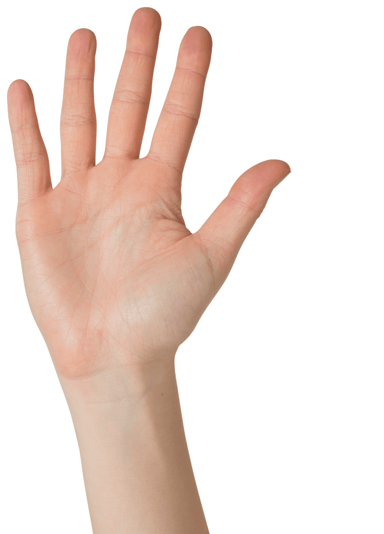 Transparent Human Hand with Five Fingers Splayed