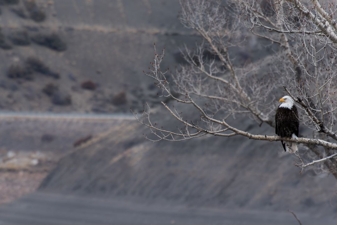 Bald Eagle Perched on Bare Tree by Rocky Terrain
