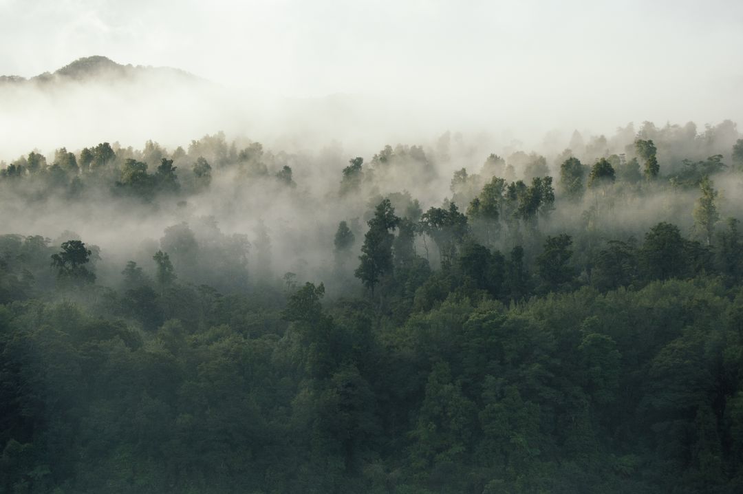 Serene Misty Forest at Dawn with Evergreen Trees