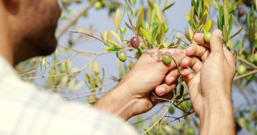 Person Checking Olive Ripeness on Tree Branches