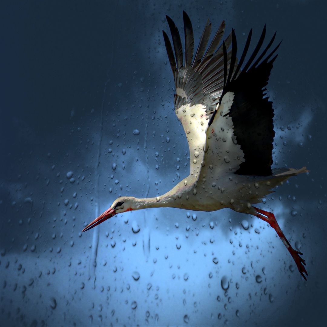 Stork Flying in Rain Against Dark Blue Sky - Free Images, Stock Photos and Pictures on Pikwizard.com