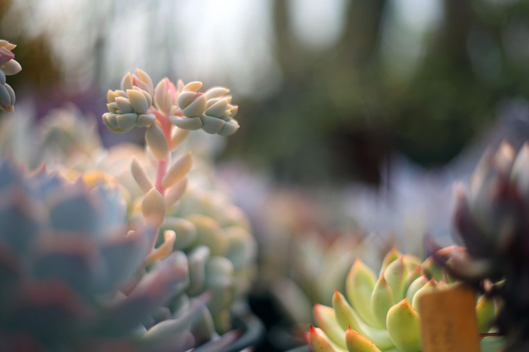 Close-Up of Colorful Succulent Plants in Soft Focus - Free Images, Stock Photos and Pictures on Pikwizard.com