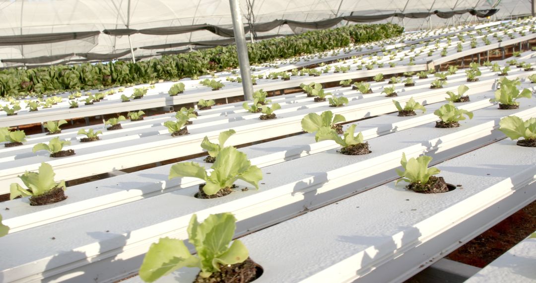Organic Lettuce Cultivation in Hydroponic Greenhouse system