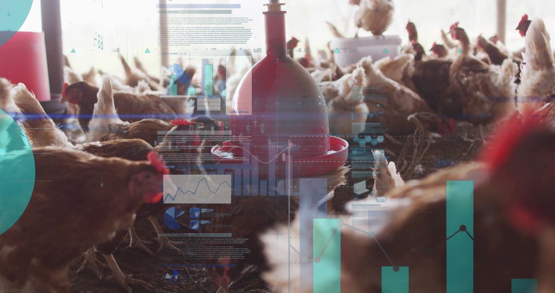 Automated Poultry Feeding with Data Analytics and Technology Integration