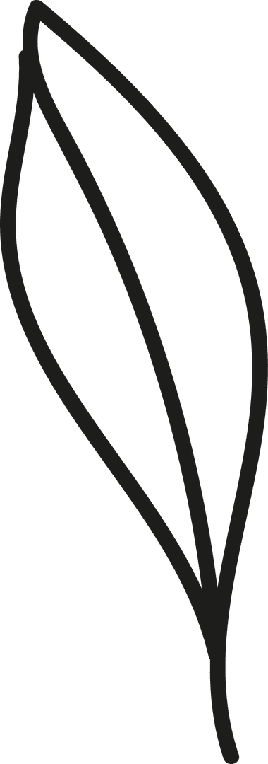 Minimalist Line Art Leaves Illustration on Transparent Background